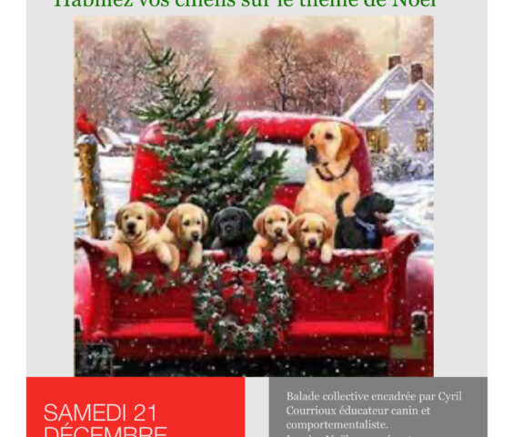 Balade des chiens de Noël